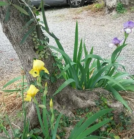 Фермерский дом Agriturismo Il Piccolo Borgo *