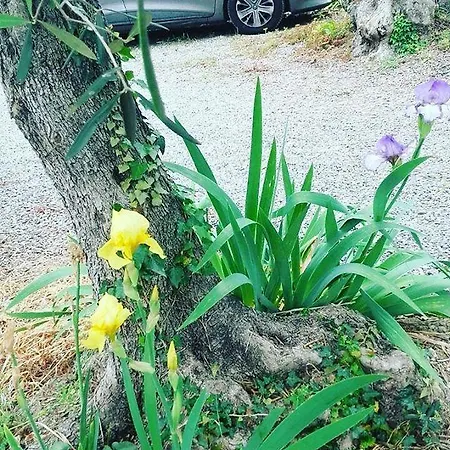 Agriturismo Il Piccolo Borgo Farm stay Diano San Pietro